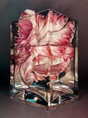 "Anamorphic Still" no 12